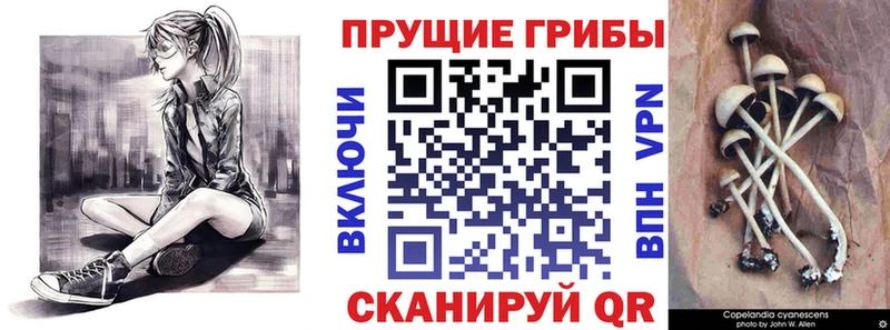 закладки  Петрозаводск  Псилоцибиновые грибы прущие грибы 